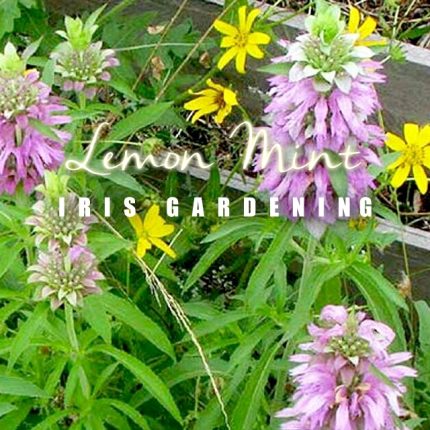 Lemon Mint Seeds