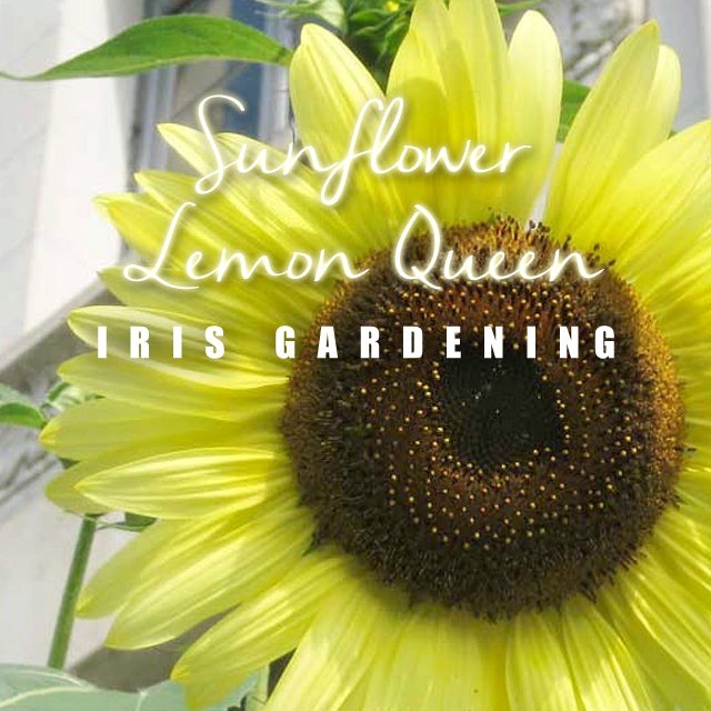Lemon Queen Sunflower Seeds (30 seeds) Lemon Queen Sunflower Seeds (30 seeds)