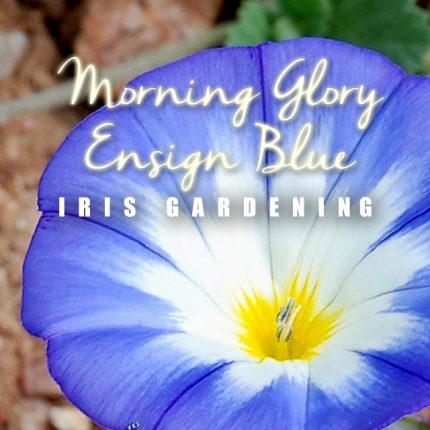 Morning Glory Ensign Blue Seeds (5 seeds)