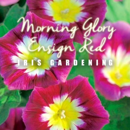 Morning Glory Ensign Red Seeds (5 seeds)