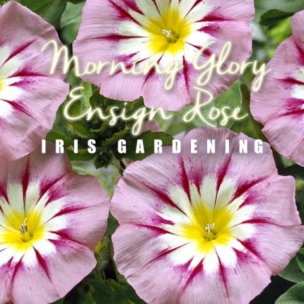 Morning Glory Ensign Rose Seeds (5 seeds)