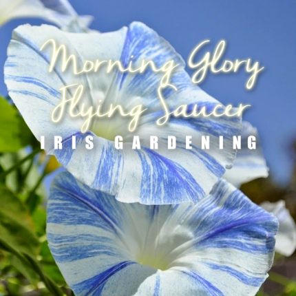 Morning Glory Flying Saucer Seeds (3 seeds)