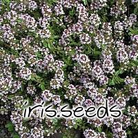 Orange Scented Thyme Seeds (5 seeds)