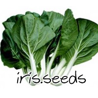 Pak Choy Giant Fan Seeds (500 seeds)