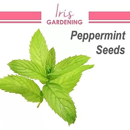 Peppermint Seeds (100 seeds)