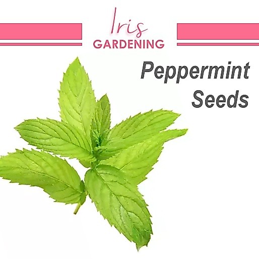 Peppermint Seeds (100 seeds) Peppermint Seeds (100 seeds)