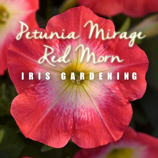 Petunia Mirage Red Morn Seeds (10 seeds) Petunia Mirage Red Morn Seeds (10 seeds)