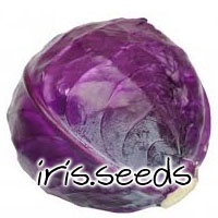 Red Acre Cabbage Seeds (30 seeds)
