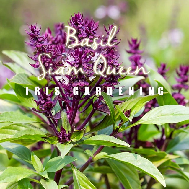 Siam Queen Basil Seeds (10 seeds) Siam Queen Basil Seeds (10 seeds)