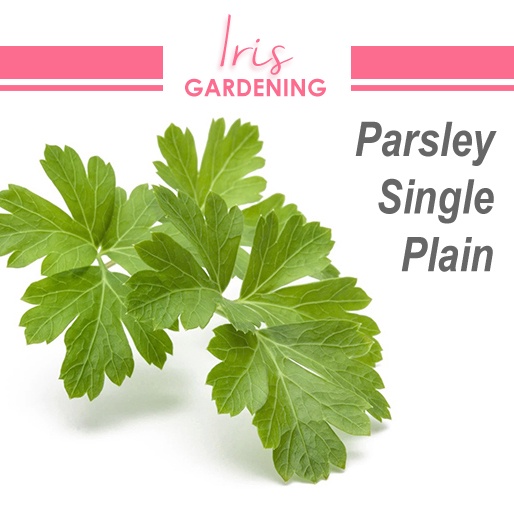 Single Plain Parsley Seeds (100 seeds) Single Plain Parsley Seeds (100 seeds)
