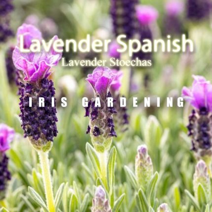 Spanish Lavender Seeds (6 seeds)