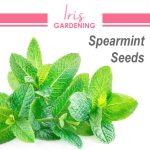 Spearmint Seeds (100 seeds)