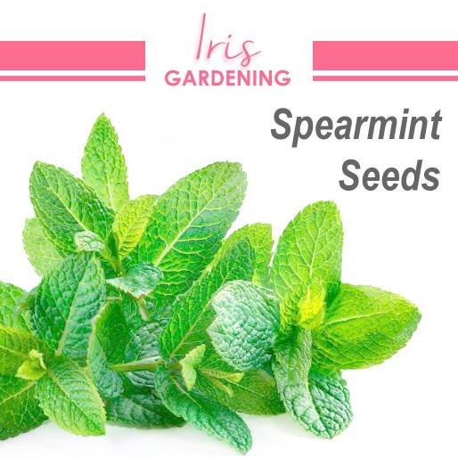 Spearmint Seeds (100 seeds) Spearmint Seeds (100 seeds)