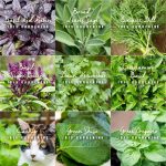 Spearmint Seeds (100 seeds)