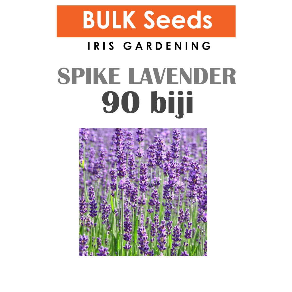 Spike Lavender Seeds Spike Lavender Seeds