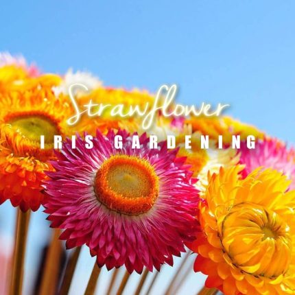 Strawflower Mixed Colour Seeds (50 seeds)