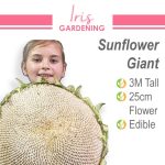 Sunflower Seeds Pick & Mix