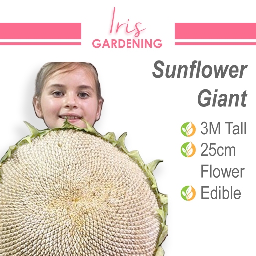 Sunflower Seeds Pick & Mix Sunflower Seeds Pick & Mix