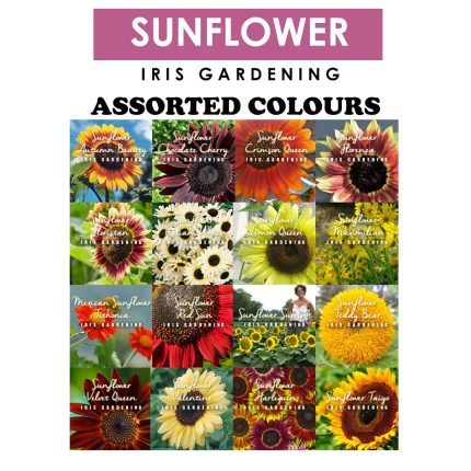 Sunflower Seeds Pick & Mix