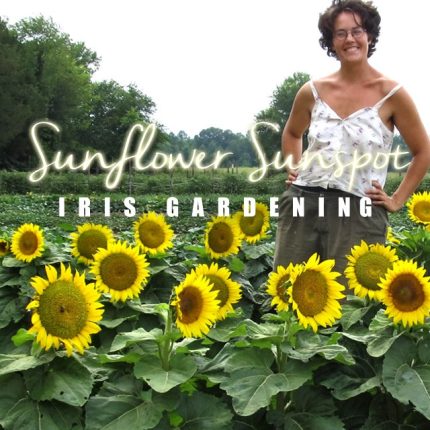 Sunspot Sunflower Seeds (10 seeds)