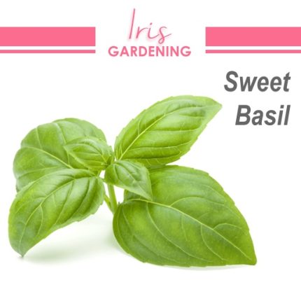 Sweet Basil Seeds (50 seeds)