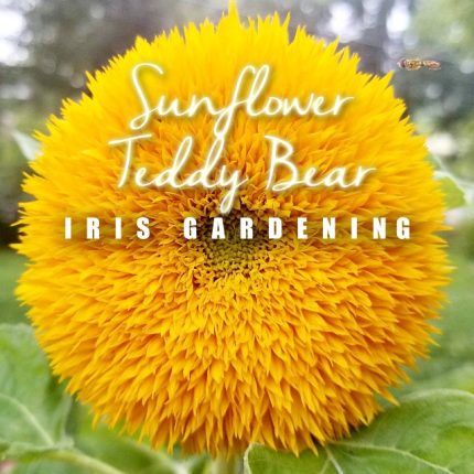 Teddy Bear Sunflower Seeds (15 seeds)
