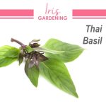Thai Basil Seeds (100 seeds)