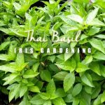 Thai Basil Seeds (100 seeds)