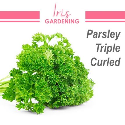 Triple Curled Parsley Seeds (100 seeds)