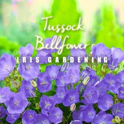 Tussock Bellflower Seeds, Perennial (100 seeds)