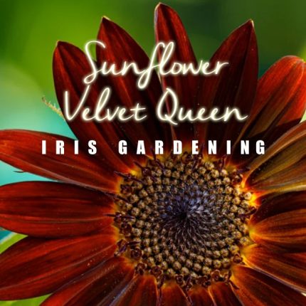Velvet Queen Sunflower Seeds (10 seeds)