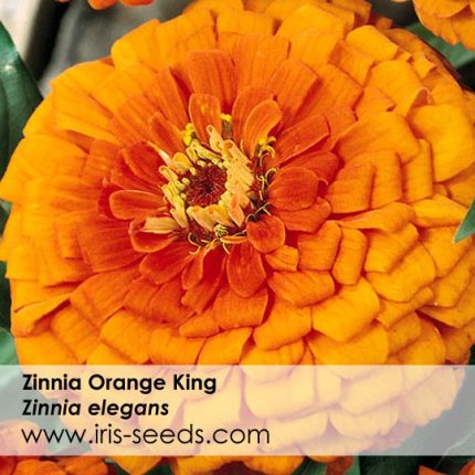Zinnia Orange King Seeds (50 seeds)