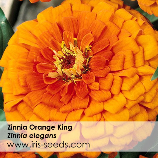 Zinnia Orange King Seeds (50 seeds) Zinnia Orange King Seeds (50 seeds)