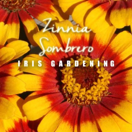 Zinnia Sombrero Seeds (10 seeds)